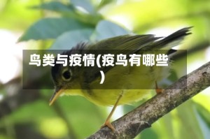 鸟类与疫情(疫鸟有哪些)