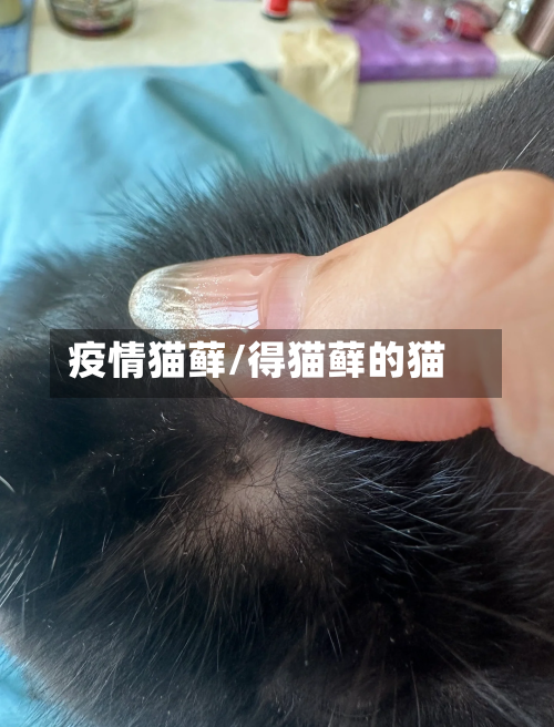 疫情猫藓/得猫藓的猫-第1张图片