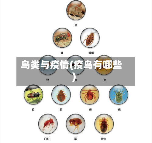 鸟类与疫情(疫鸟有哪些)-第3张图片