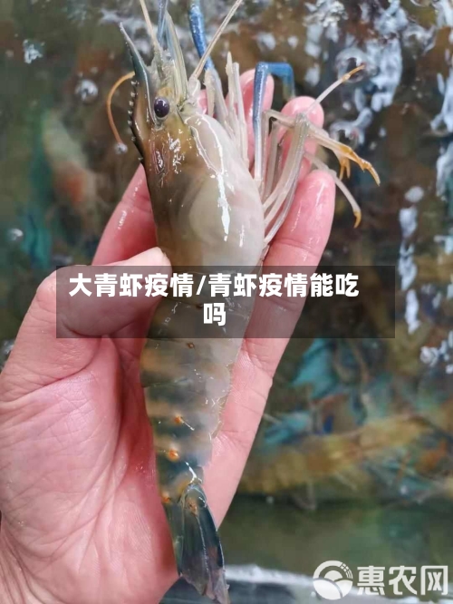 大青虾疫情/青虾疫情能吃吗-第1张图片