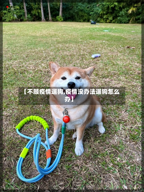 【不顾疫情遛狗,疫情没办法遛狗怎么办】-第3张图片